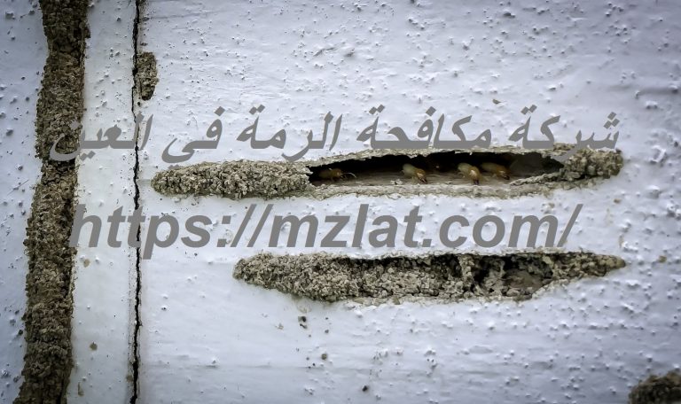 شركة مكافحة الرمة في العين
