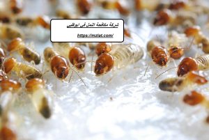 شركة مكافحة النمل في ابوظبي