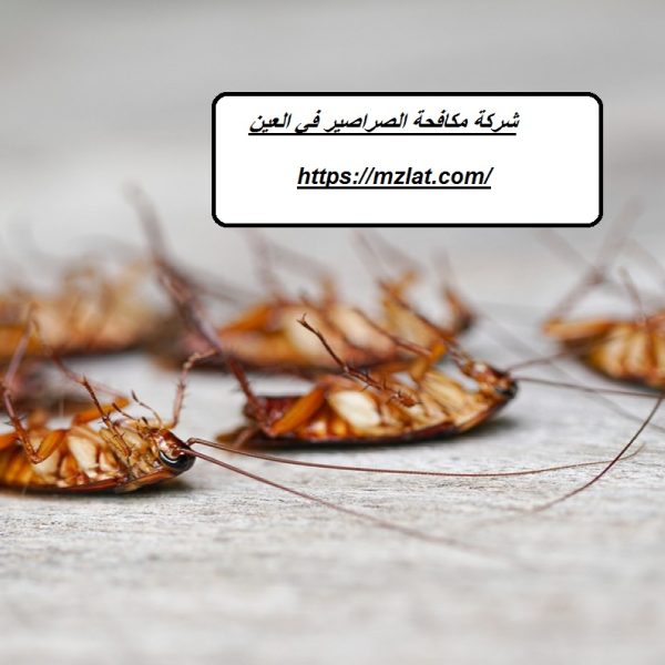 شركة مكافحة الصراصير في العين