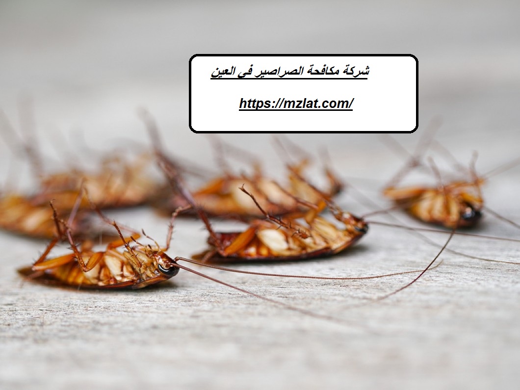 شركة مكافحة الصراصير في العين