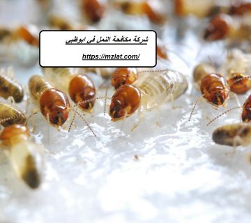 شركة مكافحة النمل في ابوظبي