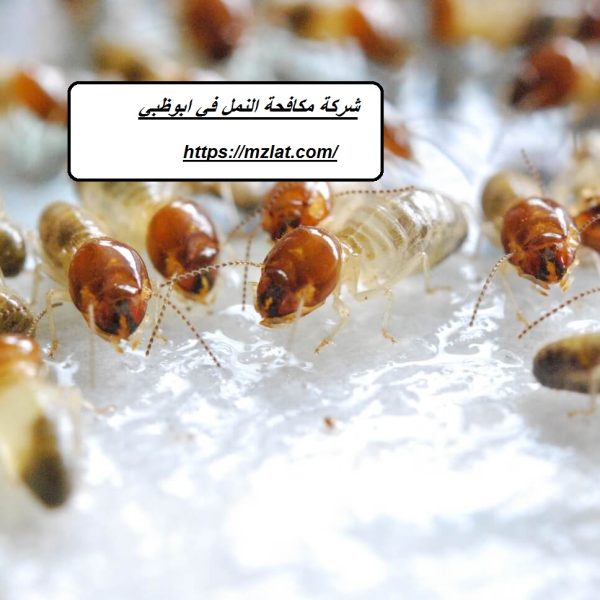 شركة مكافحة النمل في ابوظبي