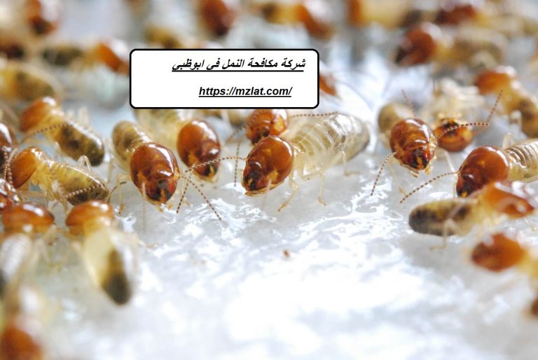شركة مكافحة النمل في أبوظبي :