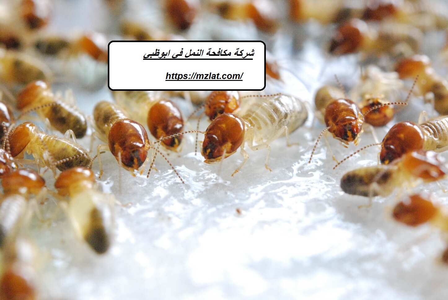 شركة مكافحة النمل في ابوظبي