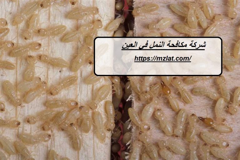 شركة مكافحة النمل في العين :