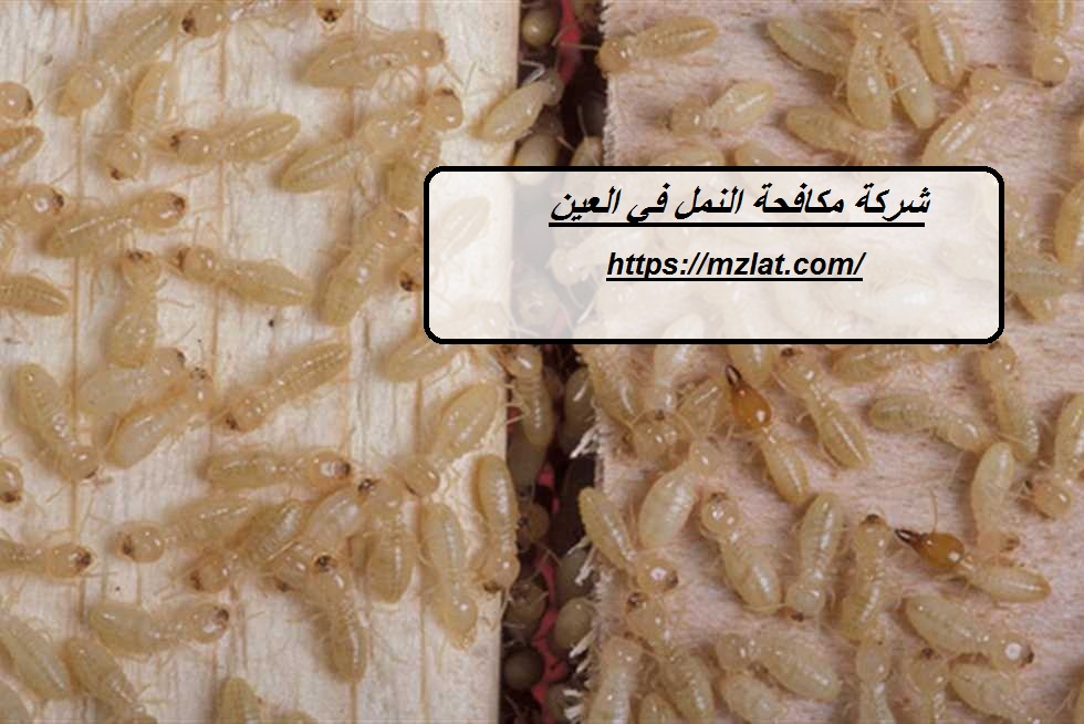 شركة مكافحة النمل في العين