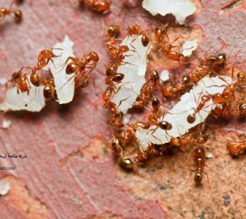 شركة مكافحة الرمة في ابوظبي