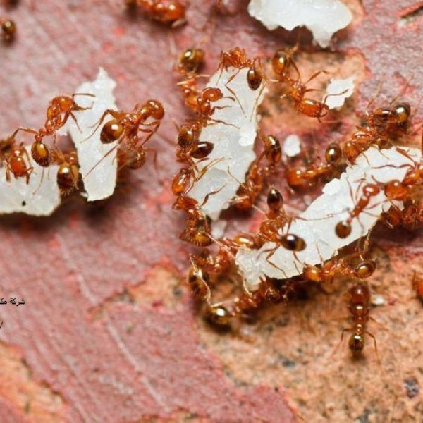 شركة مكافحة الرمة في ابوظبي