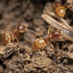 شركة مكافحة حشرات ابوظبي