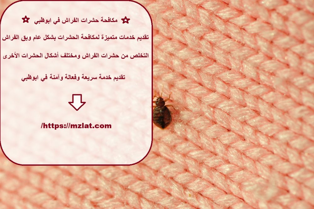 مكافحة حشرات الفراش في ابوظبي